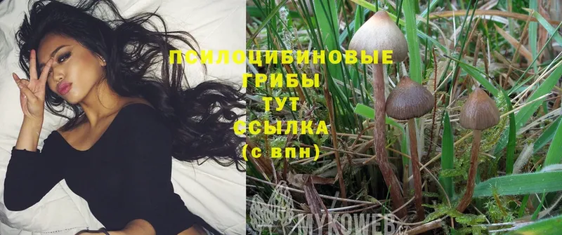 Псилоцибиновые грибы Psilocybine cubensis  Задонск 